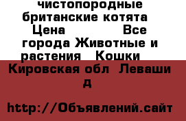 чистопородные британские котята › Цена ­ 10 000 - Все города Животные и растения » Кошки   . Кировская обл.,Леваши д.